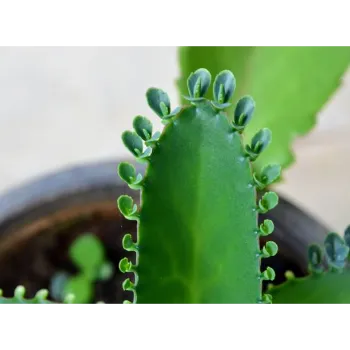 Natural Succulent Plant